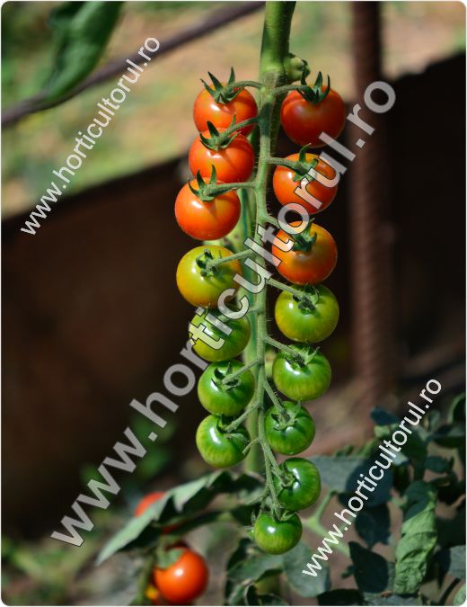 Tomatele cherry Chelsea Mini F1 (Solanum lycopersicum cherry Chelsea Mini F1)