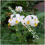 Tomatele salbatice-Lychee-Solanum sisymbriifolium_150