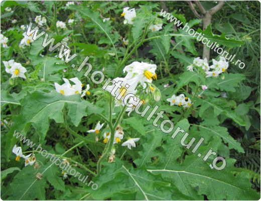 Tomatele salbatice Lychee (Solanum sisymbriifolium)