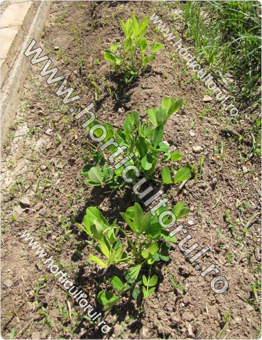 Arahidele-alunele de pamanat (Arachis hypogaea)