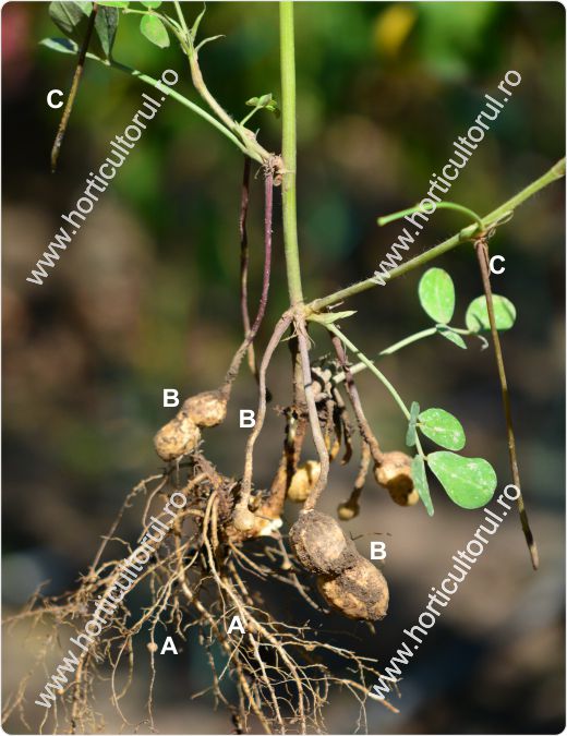 Fig. 8 Arahidele-alunele de pamanat (Arachis hypogaea)