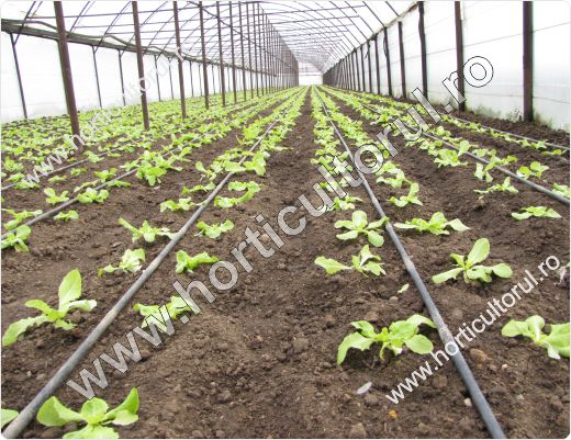 Cultivarea salatei in solarii primavara