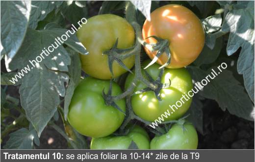 Tratamente-Stropiri la Tomate-Rosii in Gradina & Camp ...