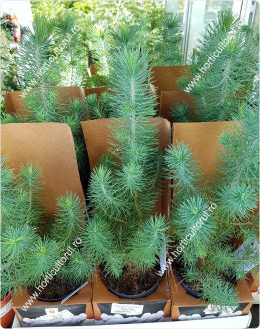 Pinus pinea Silver Crest: ingrijire, plantare, Pom de Craciun