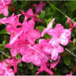 Bujorul de munte - Rhododendron kotschyi